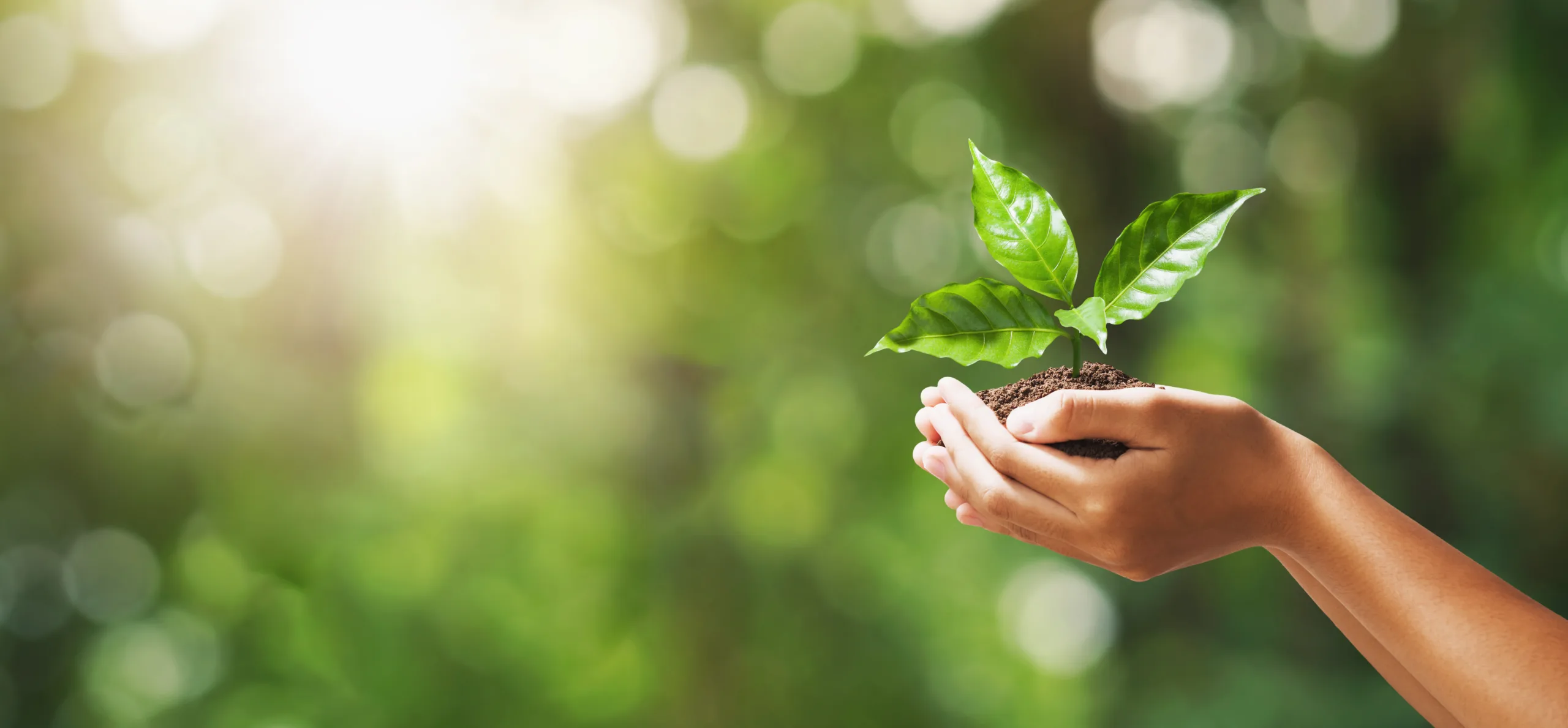 Mão segurando uma planta em uma floresta