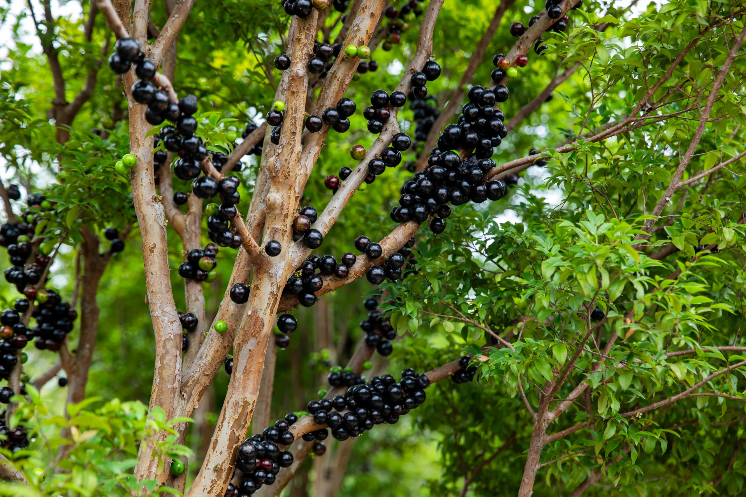 Jabuticabeira