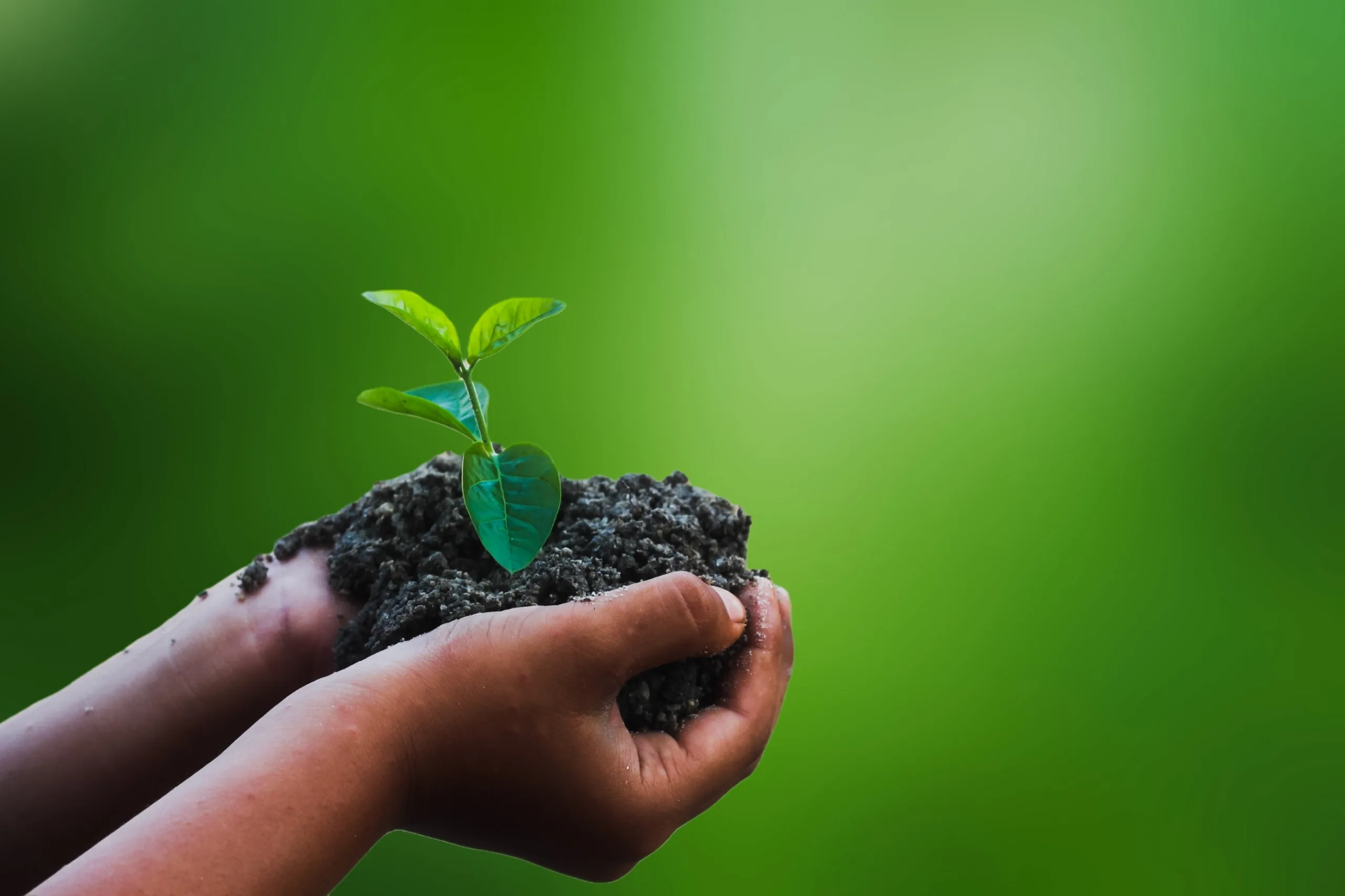 Mão segurando uma planta