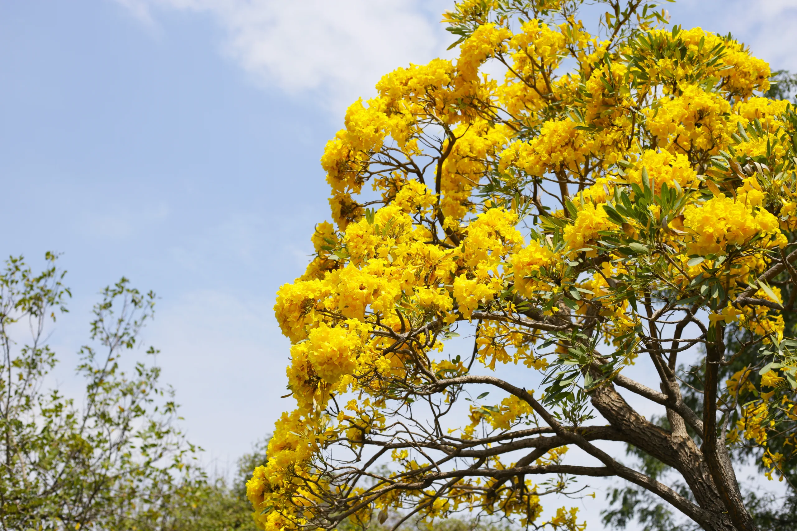 Ipê amarelo